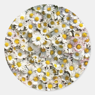 Daisy Daisy Classic Round Sticker