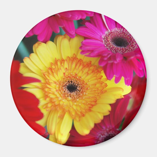 Daisy Daisy ~ Magnet (Front)