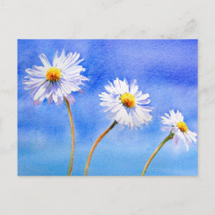 Daisy Daisy Postcard