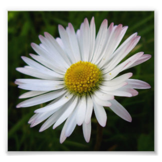 Daisy Darkness Photo Print