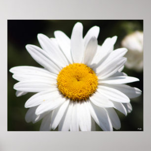 Daisy Darling Poster