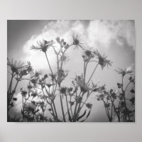 Daisy Day Black and White Daisies Flower Archival