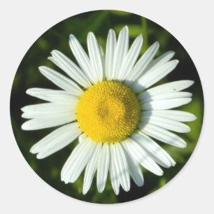 Daisy Delight Classic Round Sticker
