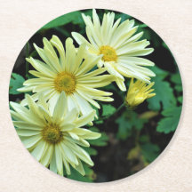 Daisy Delight Coasters