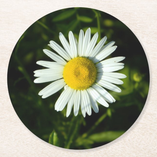 Daisy Delight Paper Coaster (Front)