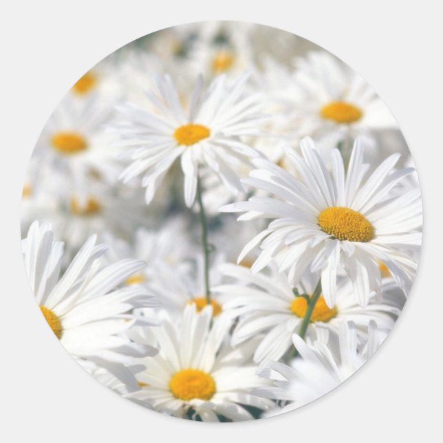 Daisy Design Classic Round Sticker (Front)