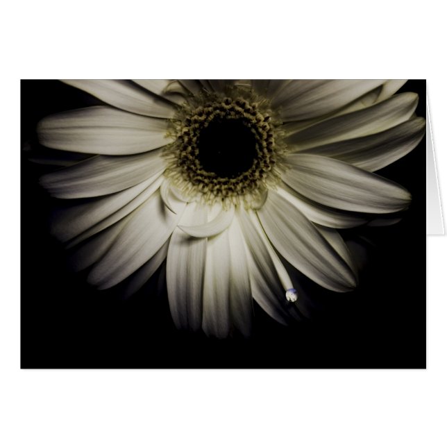 Daisy Droplet series (Front Horizontal)