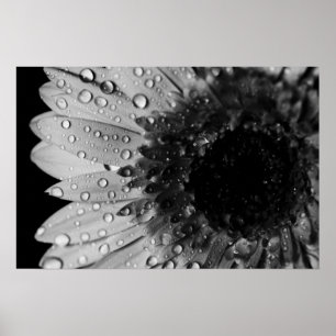 Daisy Droplets (Black and White) Poster