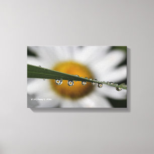 Daisy Drops nature photograph Canvas Print