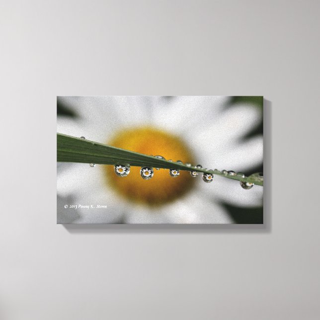 Daisy Drops nature photograph Canvas Print (Front)