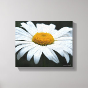 Daisy - Face Up Canvas Print