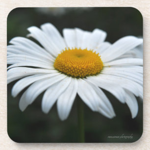 Daisy - Face Up Coaster