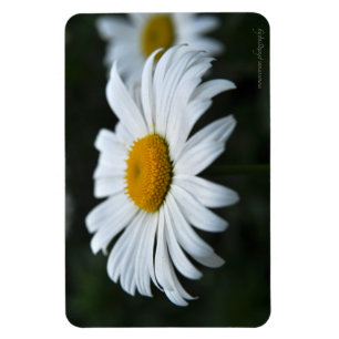 Daisy - Face Up Magnet