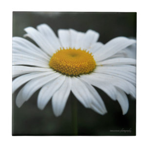 Daisy - Face Up Tile