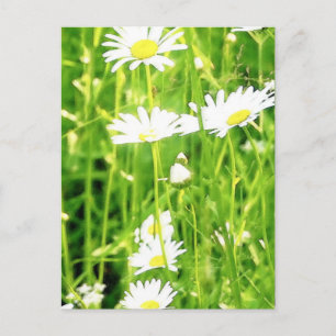 Daisy Field / Meadow Postcard