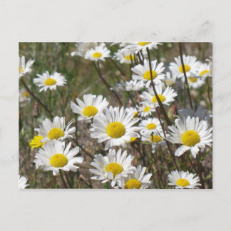 Daisy Field Postcard