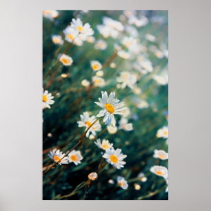 Daisy field poster