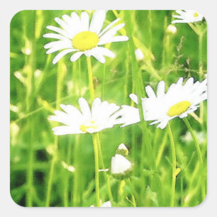 Daisy Field Square Sticker