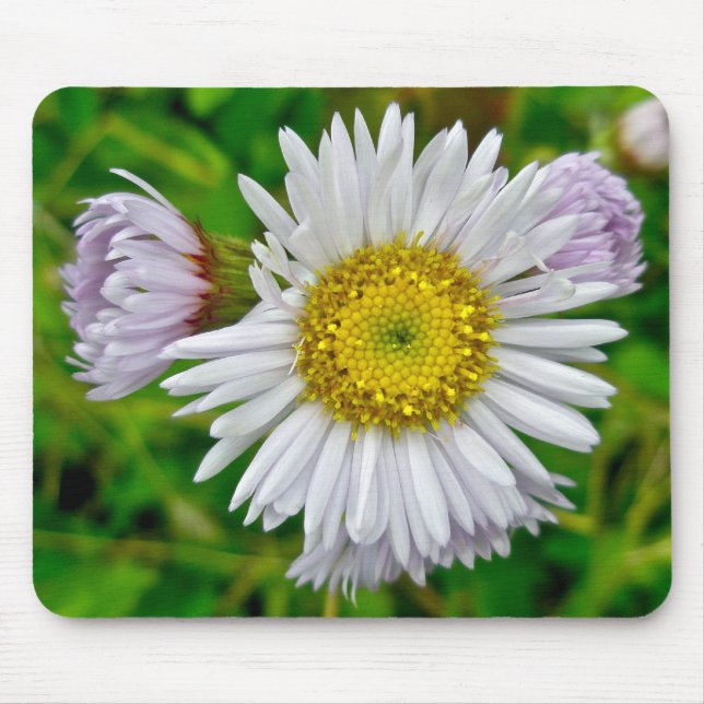 Daisy Fleabane Wildflower Mousepad (Front)