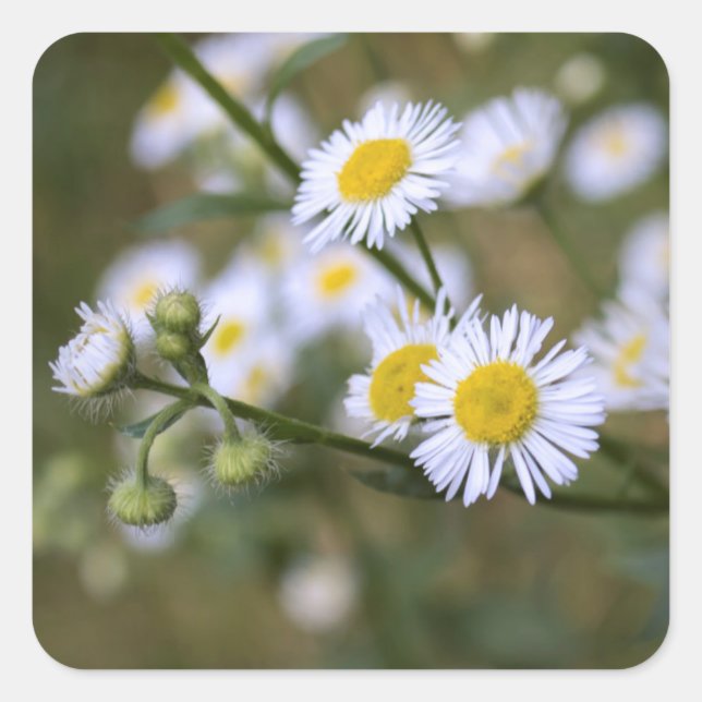 Daisy Fleabane Wildflower Stickers (Front)
