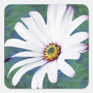 Daisy Flower and meaning Square Sticker