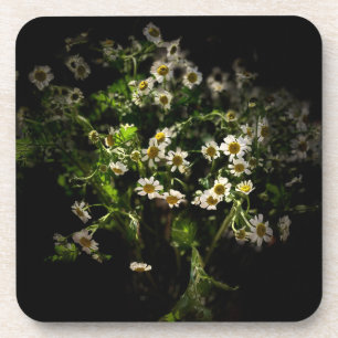 Daisy, Flower, Bellis perennis Coaster