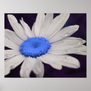 Daisy Flower Blue Centre Raindrops Abstract Poster