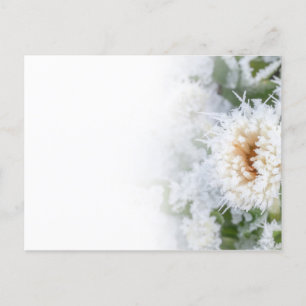 Daisy flower frozen in winter snow and ice invitation postcard