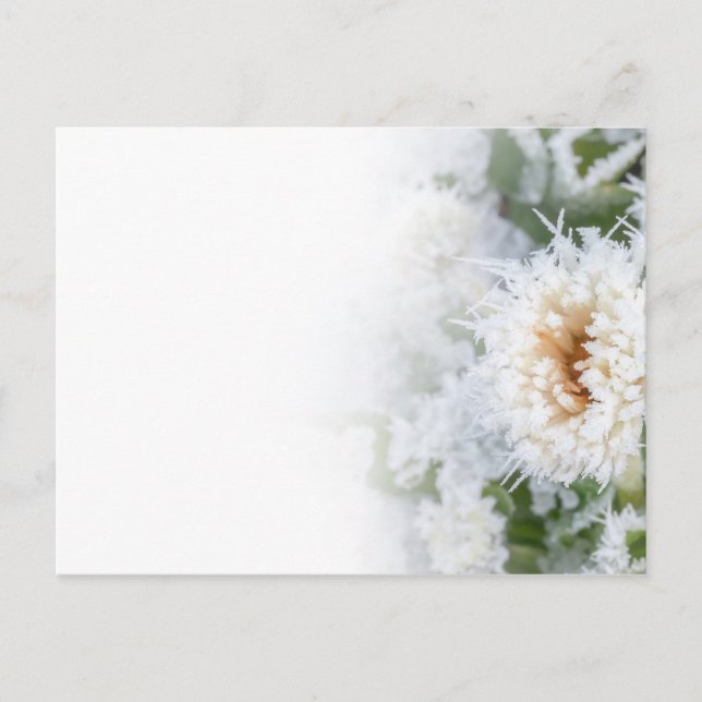 Daisy flower frozen in winter snow and ice invitation postcard (Front)