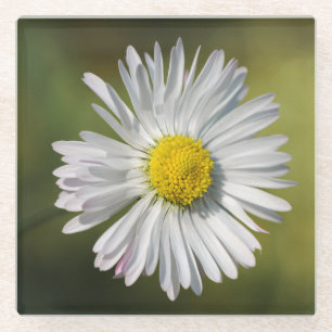 Daisy Flower Glass Coaster
