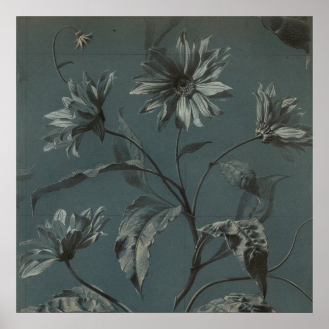 Daisy flower grey victorian vintage illustration  poster (Front)