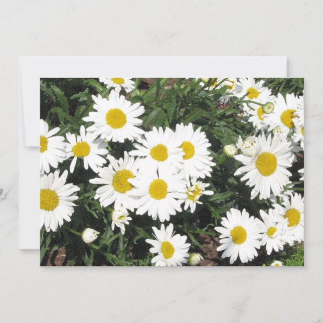 Daisy Flower Invitation (Front)