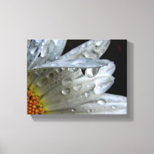 Daisy Flower Macro Canvas Print