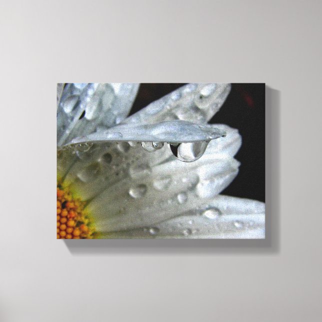 Daisy Flower Macro Canvas Print (Front)