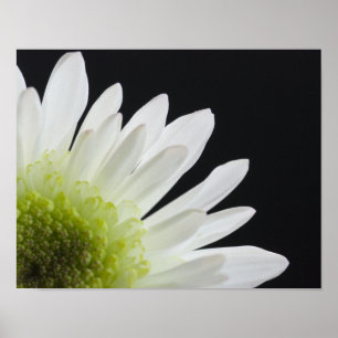 Daisy Flower on Black Poster