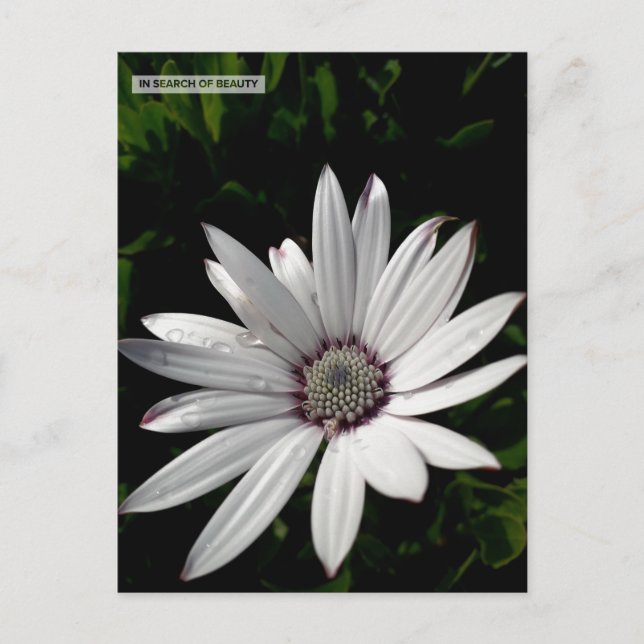Daisy Flower postcard (Front)