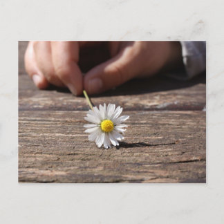Daisy Flower Postcard
