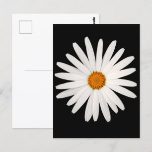 Daisy flower postcard