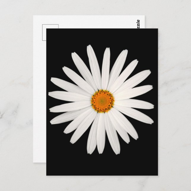 Daisy flower postcard (Front/Back)