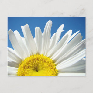 Daisy Flower postcards custom Add Your Test