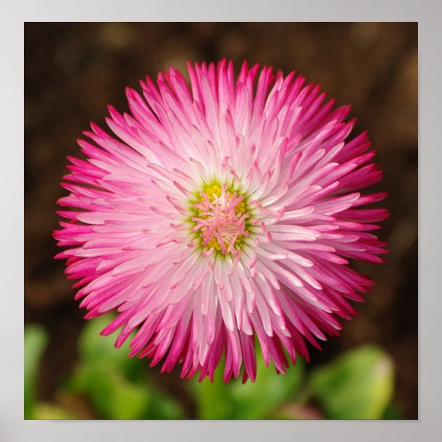Daisy Flower - Poster (Front)