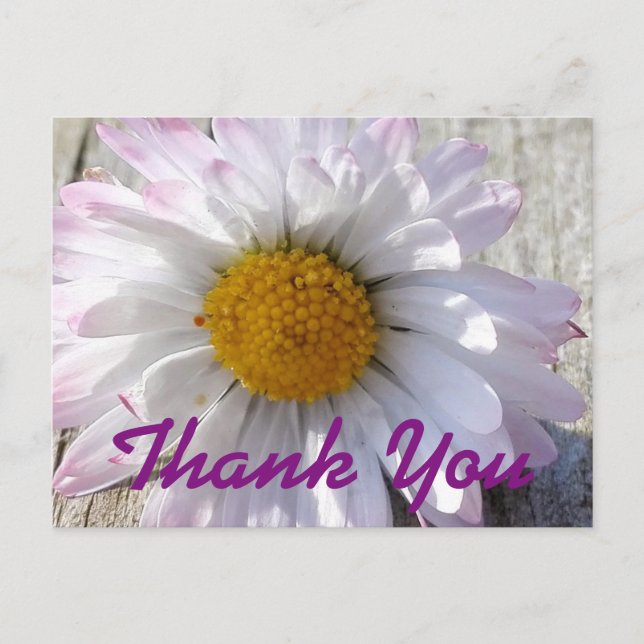Daisy Flower Thank You Postcard (Front)