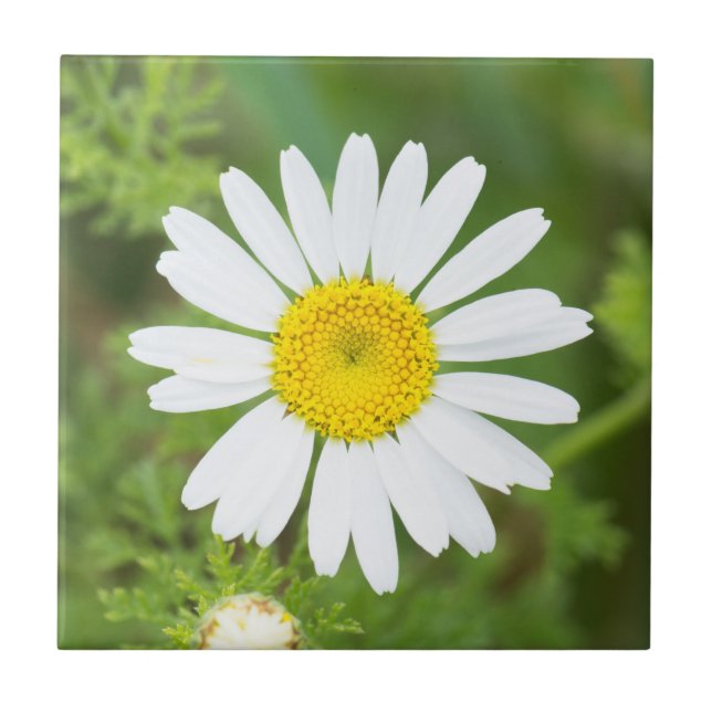 Daisy flower tile (Front)