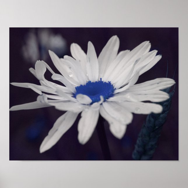 Daisy Flower With Blue Centre Abstract Poster (Front)