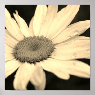Daisy Flower With Raindrops Sepia Poster