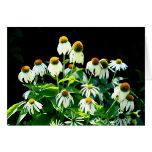 Daisy flowers