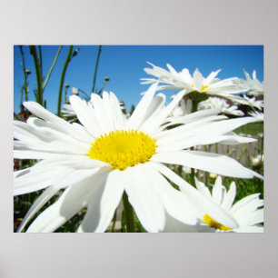 Daisy Flowers art prints White Daisies Blue Sky