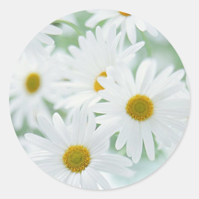 Daisy flowers classic round sticker (Front)