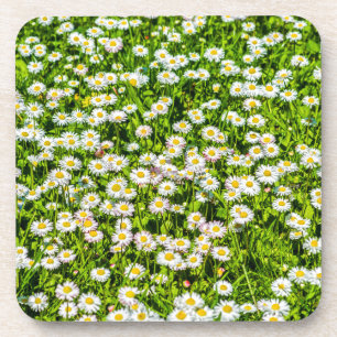 Daisy flowers coaster