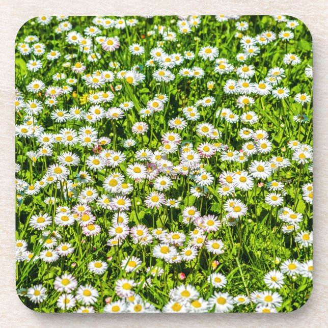 Daisy flowers coaster (Front)